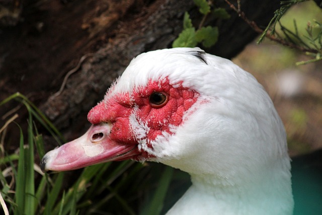 快船的胜负 快船的胜负